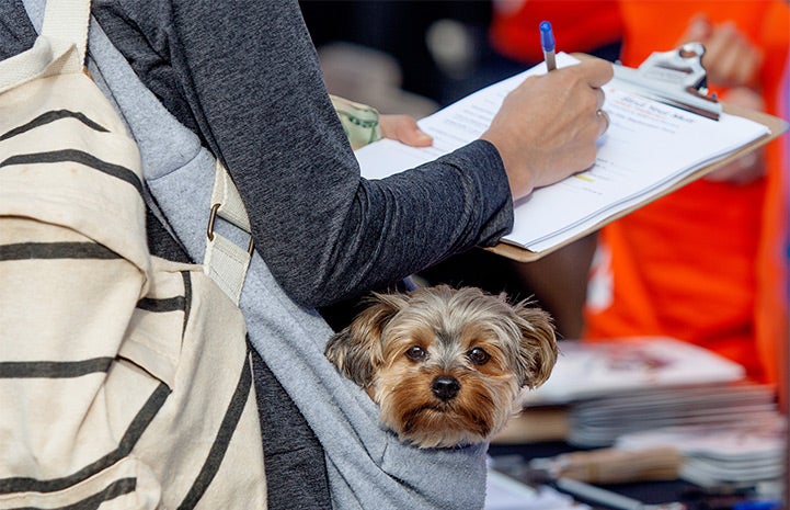 Registration at NY Strut Your Mutt