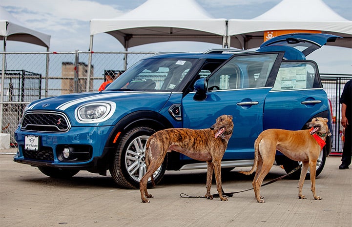 Mini in blue and graceful greyhounds in brindle and fawn