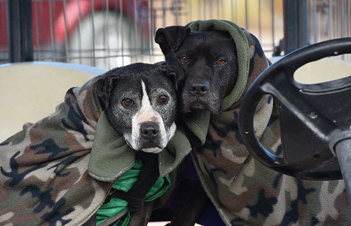 Curly and Mya the Vicktory dogs snuggling up together under a blanket