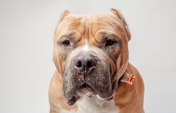 Megatron, a brown pit bull terrier with cropped ears