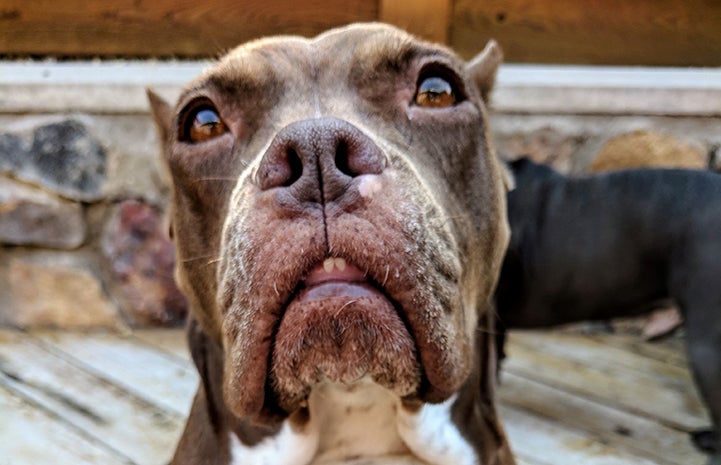 Matilda, a brown pit-bull-type dog with a sad expression