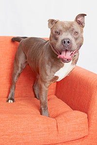 Bono the 3-legged pit bull terrier standing on an orange chair