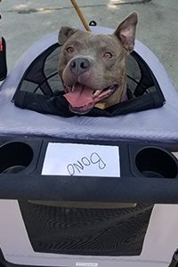 Bono the 3-legged pit bull terrier sitting in his new stroller