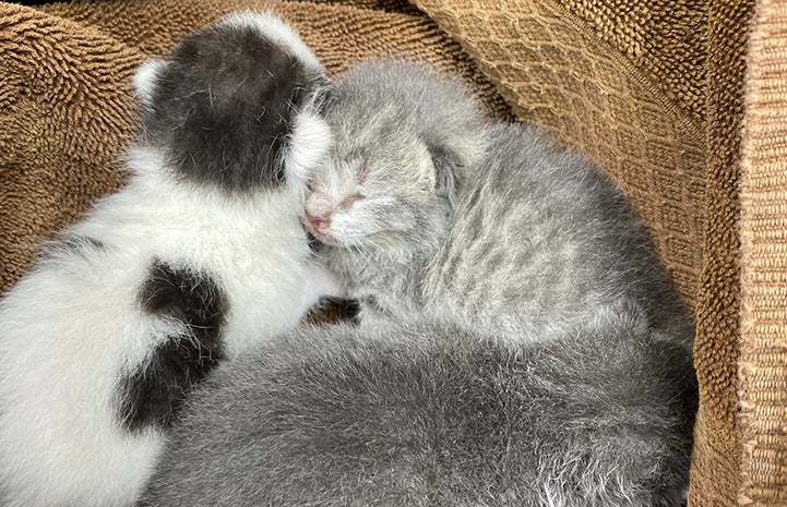 Three neonatal kittens together on a brown towel