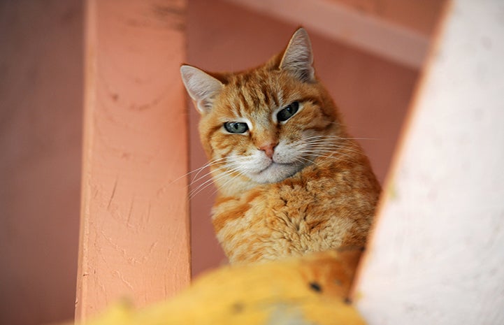 After nearly two decades of waiting, Homer the cat has finally been adopted