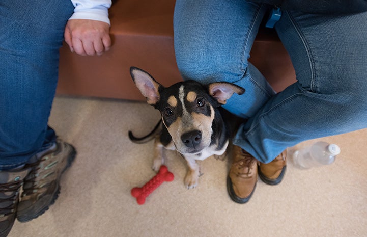 Doogie the puppy sitting at the feet of some people sitting on a couch