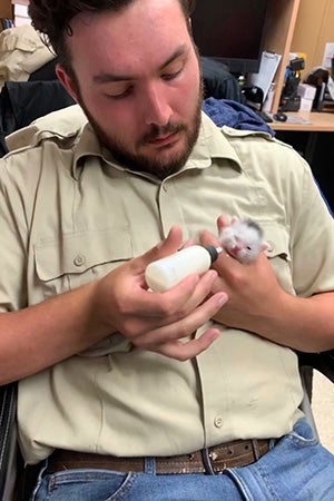 A man bottle feeding a small neonatal kitten