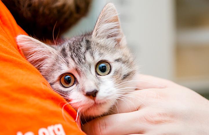 Hail, a gray tabby kitten, being held by someone wearing an orange shirt