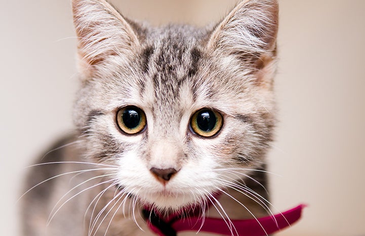 It was decided that the kitten nursery at the Best Friends Pet Adoption Center in New York City would be the very best place for Hail