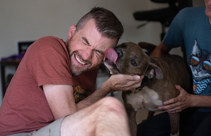 Brindle dog kissing a smiling man's face