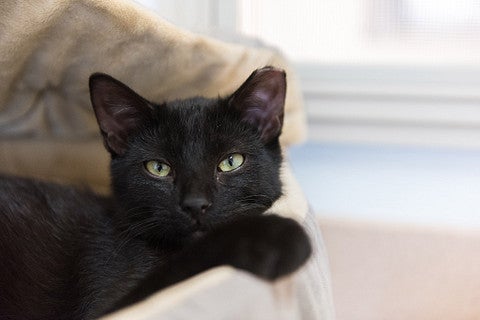 Adorable black kitten