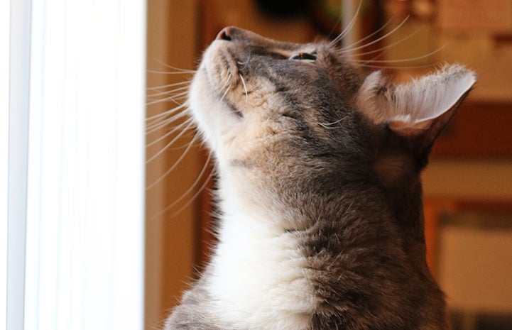 The face of a gray tabby cat looking up