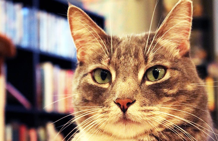 The face of Phoenix, a gray tabby cat in a home