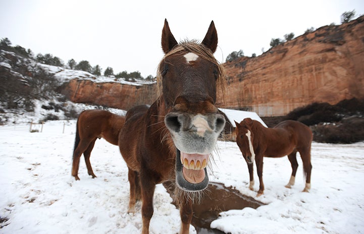 Falcor is all smiles because all the horses get tiny, delicious pieces of peppermint candy canes sprinkled onto their food