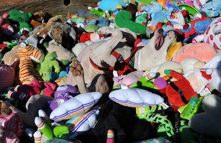 Betty the dog revels in the wagon of Christmas gift toys to the Sanctuary animals