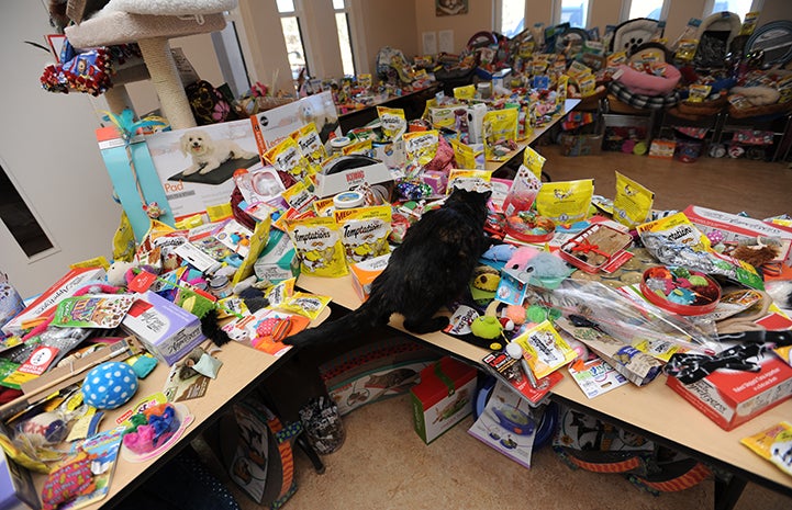 A large room in Cat World headquarters is filled with holiday treats, toys, cat trees, beds and scratching boards