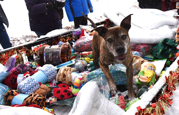 Domingo the dog is on the wagon that delivers all the toys, blankets, dog beds, bones and treats