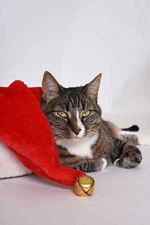 Haley the cat in Christmas holiday decorations