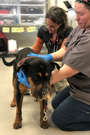 Dr. Patti Patterson examines Buzz at Best Friends Medical Clinic after quilling