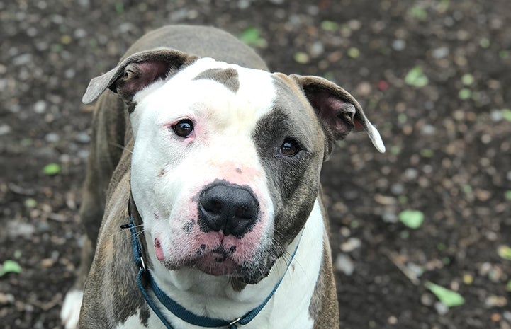 Moon, the pit-bull-type gray and white dog