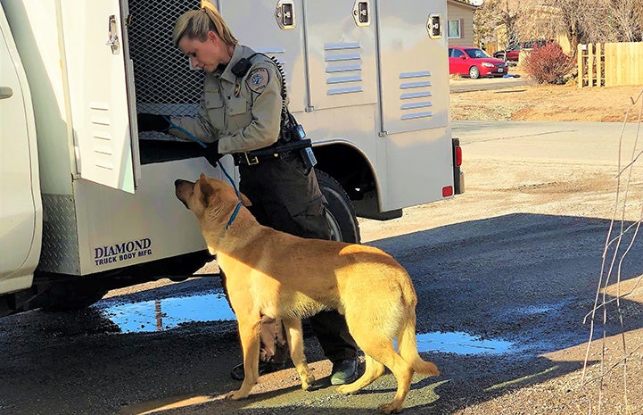 Woman animal control officer loading a shepherd mix into her vehicle