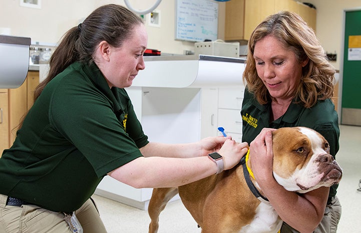 Two women in green shirts holding a brown and white dog to microchip him