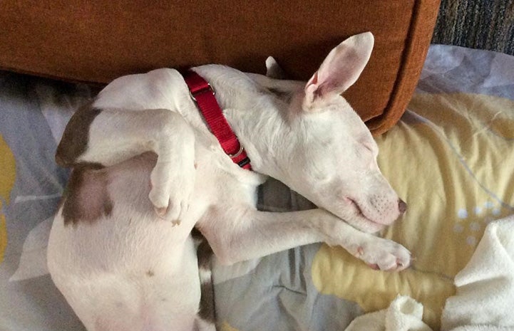 Bari the puppy sound asleep on some blankets