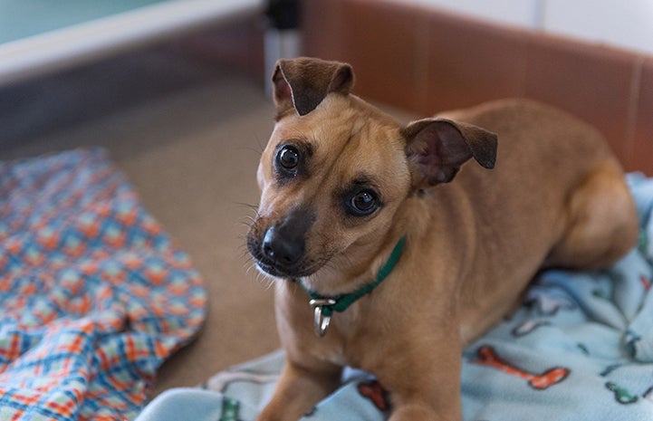 Beyonce, a brown dog wearing a green collar and lying on a blanket