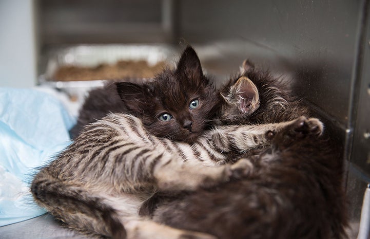 A fuzzy black kitten lying together with two other kittens