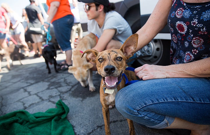 Smiling brindle colored dog with group of people at a transport