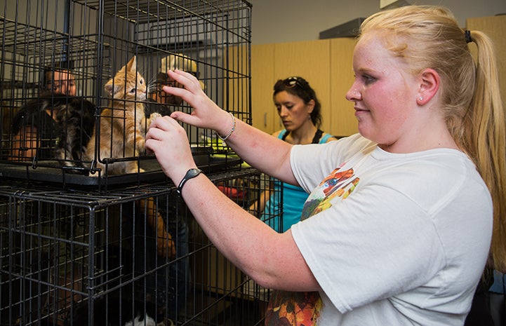 Woman reaching toward a kennel containing kittens