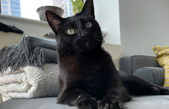 Ari the cat relaxing on a couch