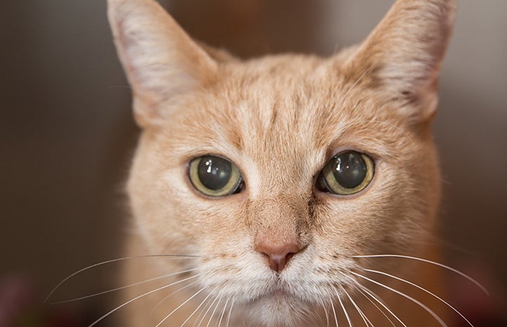 Photo of the face of Clicquot the cream-colored cat