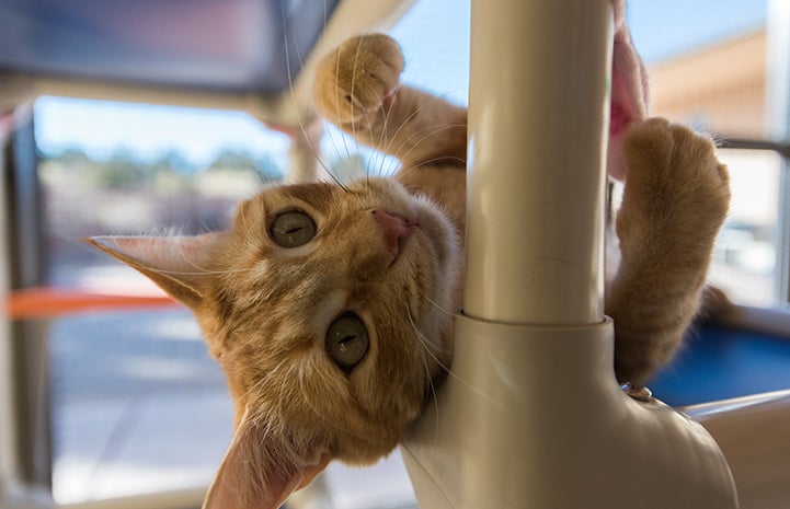 Toulouse was happy to finally be the only cat in his room