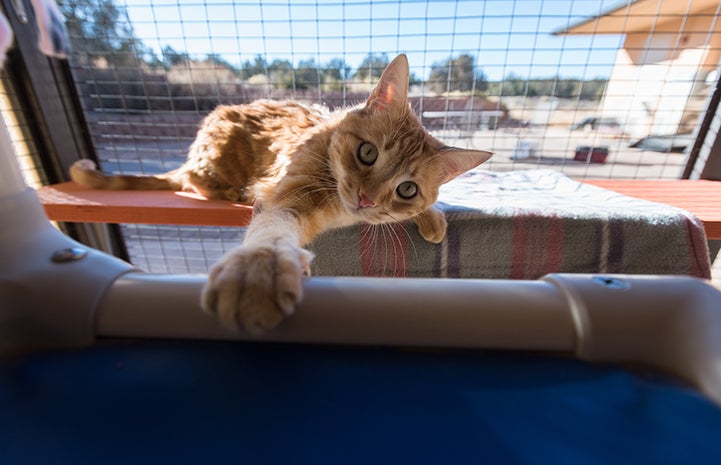 Toulouse was a people-oriented cat who had learned how to get attention for all the wrong reasons