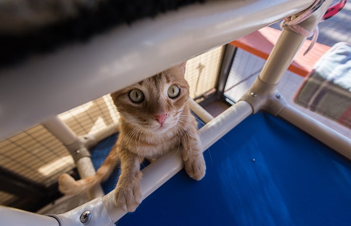 Toulouse the cat’s more refined manners now attracts good attention from visitors