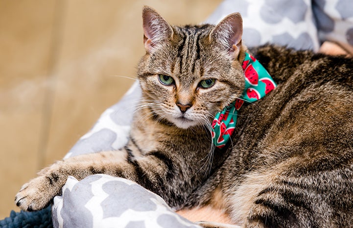 It was hardly love at first sight when Elissa first met Peta the cat at the Best Friends Pet Adoption Center in New York