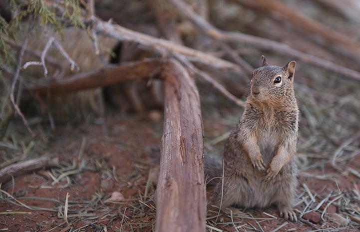 Rehabilitated baby rock squirrel standing up on his hind legs