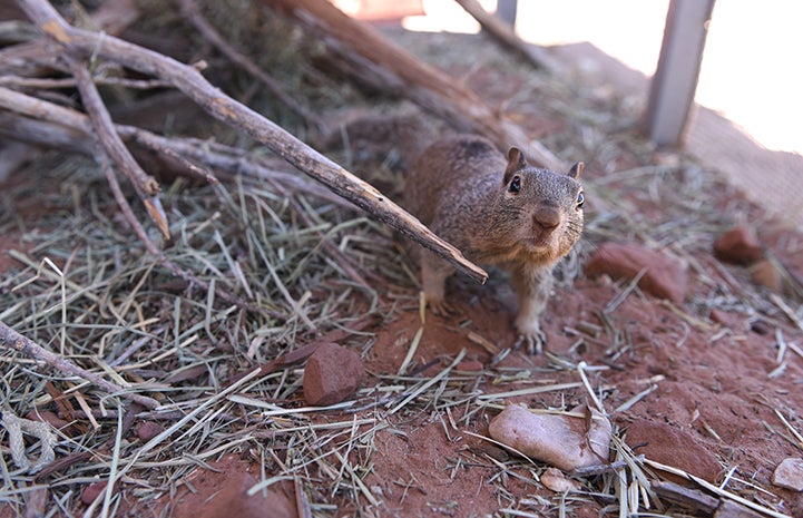 Baby rock squirrel, looking at camera