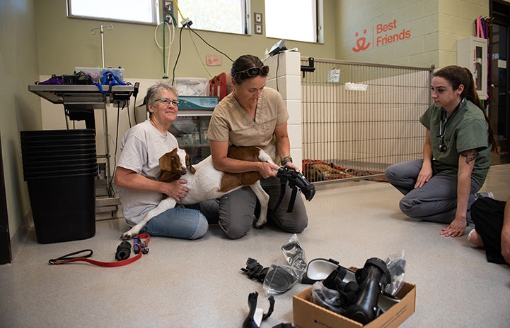 Peaches the baby goat getting for a prosthetic leg fitting