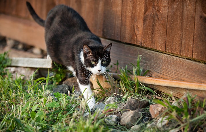 Daisy needed a home outside of Manhattan