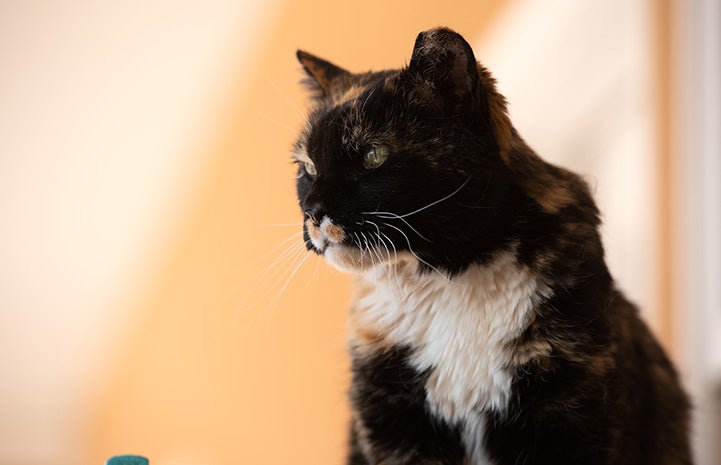 Meow the senior barn cat at Horse Haven