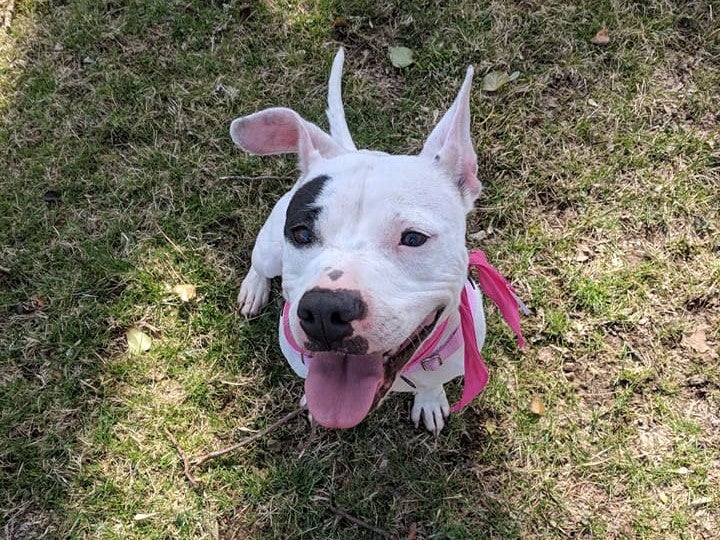 Bella, a white dog with some gray spots