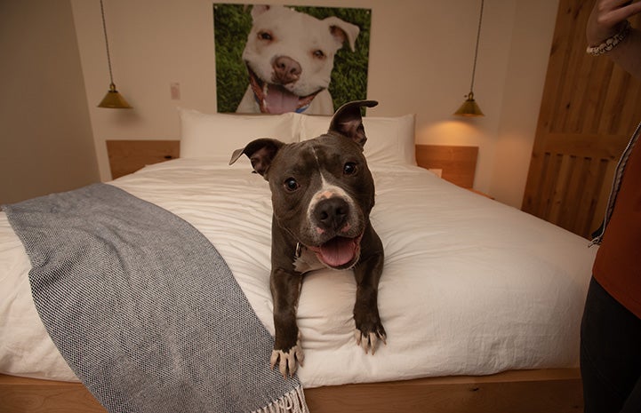 Hercules the dog on a bed at the Best Friends Roadhouse and Mercantile