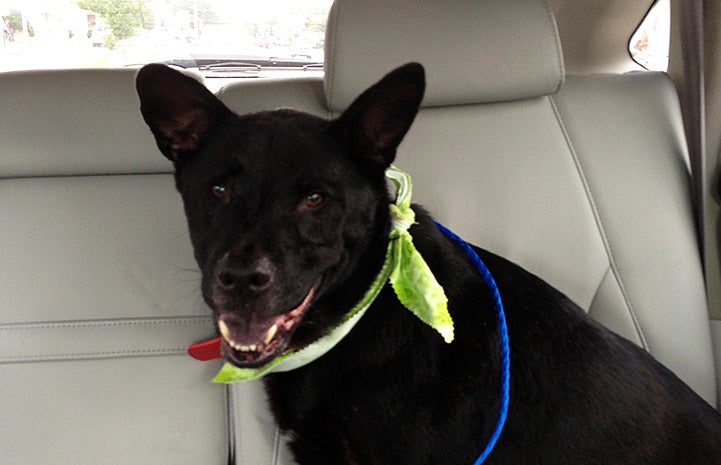 Hank the dog in the back seat of a car