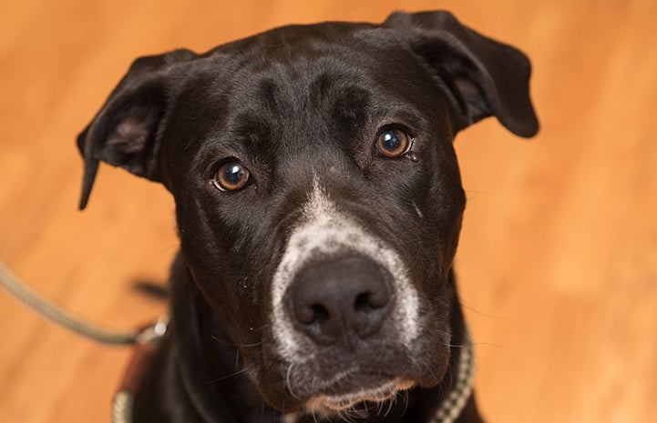 The face of J Edgar Hoover, a big black and white dog