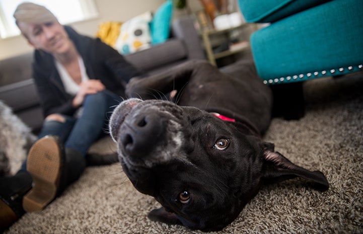 J Edgar Hoover, the big black and white dog, lying upside down on the floor while a woman looks at him from the background