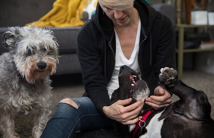 Woman sitting on the floor cradling the head of big black and white dog