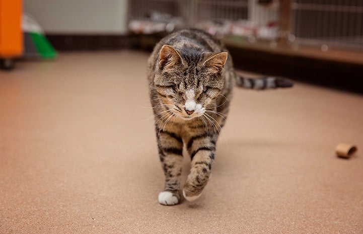 Tootsie the blind brown tabby cat