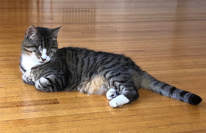 Tootsie the cat lying on a wooden floor